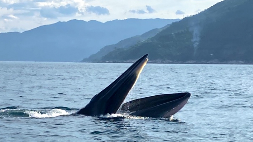 Whales spotted in Vung Ro Bay of Phu Yen province